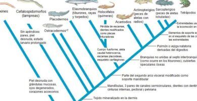 tetrapodos definicion evolucion y ejemplos de caracteristicas