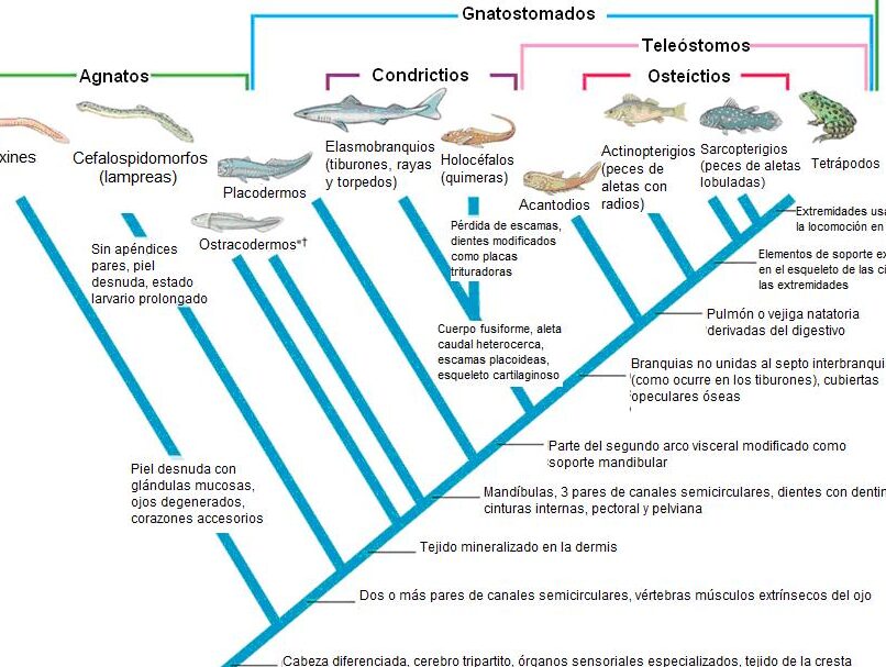 tetrapodos definicion evolucion y ejemplos de caracteristicas