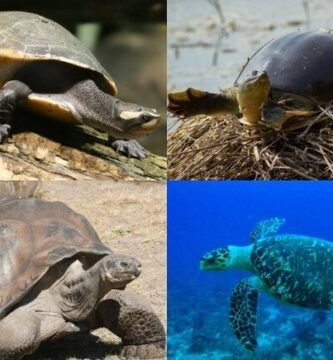 tipos de tortugas terrestres