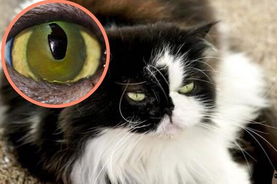 tratamiento y causas del secuestro corneal en gatos