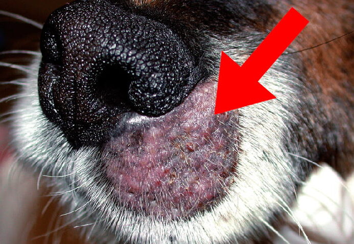 tratamiento y remedios caseros para la otitis en perros sintomas