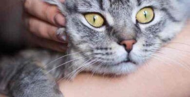 tratamientos naturales para la sarna en gatos