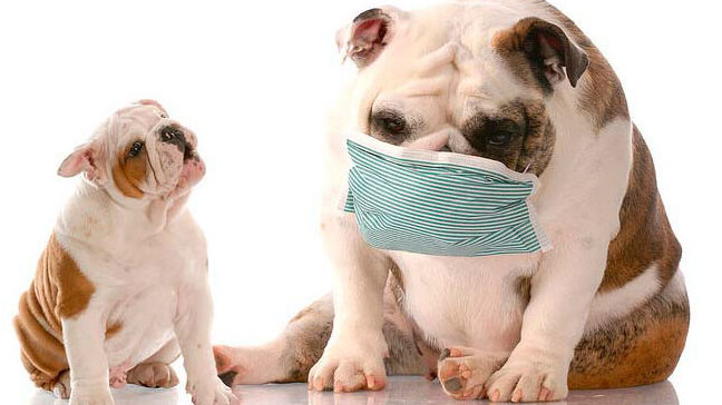 tratamientos naturales para sanar heridas en perros