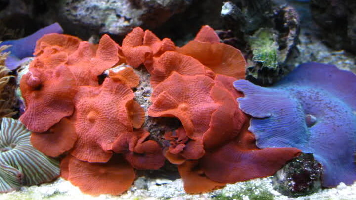 variedades de corales