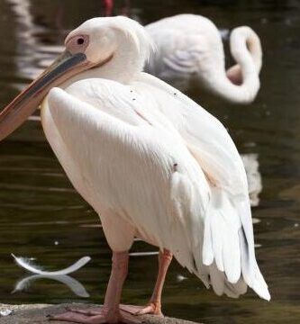 variedades de pelicanos