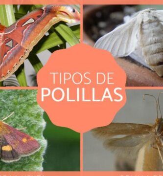variedades de polillas