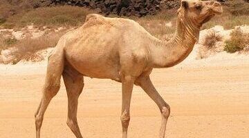 alimentacion de los camellos que consumen estos animales