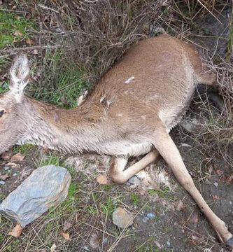 alimentacion de los ciervos lo que debes saber