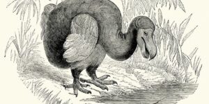 aves prehistoricas aun viven algunas otras han desaparecido