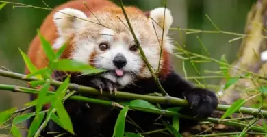 caracteristicas habitat y reproduccion del panda rojo