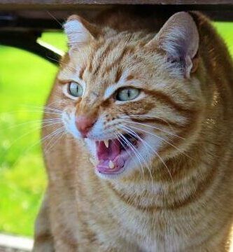 caracteristicas y ejemplos de animales peludos