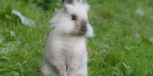 causas de la agresividad de mi conejo hacia otros conejos