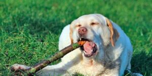 causas de las conductas extranas de tu perro con la boca