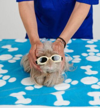 causas sintomas y tratamiento de la pododermatitis en aves