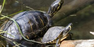 como cuidar adecuadamente a las tortugas acuaticas