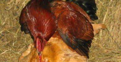 como se reproducen las gallinas