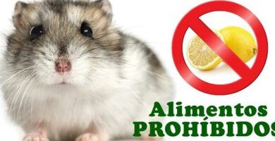 cuidados esenciales para tu hamster ruso