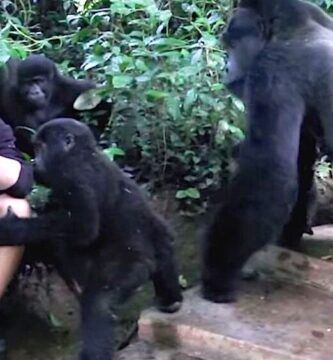 curiosidades y caracteristicas del gorila de espalda plateada