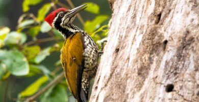 descubre todo sobre los pajaros carpinteros