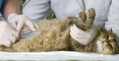 dieta para gatos con hepatitis