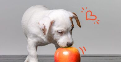 dosis y beneficios de la vitamina c en perros