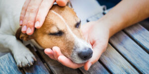 dosis y efectos secundarios del trilostano en perros