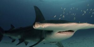 ejemplos de tiburones prehistoricos extintos y vivos en la actualidad