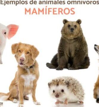 ejemplos y caracteristicas de animales bipedos