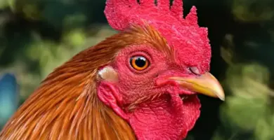 el motivo detras del canto de los gallos