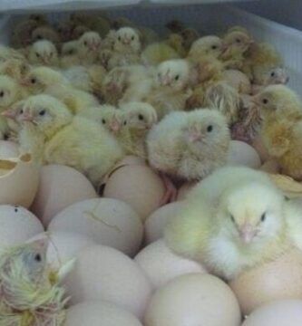 el proceso de eclosion de los pollitos