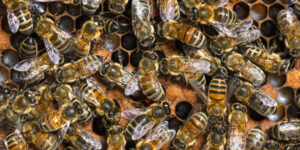 el proceso de nacimiento de las abejas