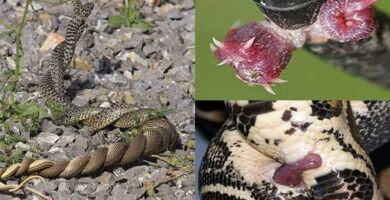 el proceso de nacimiento de las serpientes