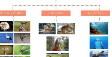 formas de desplazamiento de las serpientes