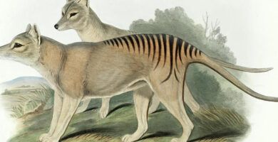 habitat del armadillo gigante descubre donde vive esta especie