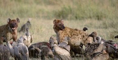 la alimentacion de las hienas todo lo que necesitas saber