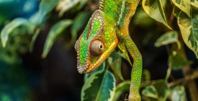 la alimentacion de los camaleones