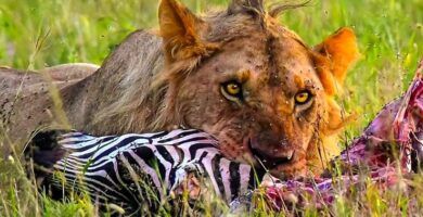 la dieta de las cebras