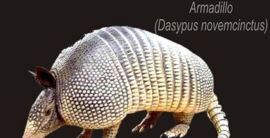 la dieta del armadillo que alimentos consume