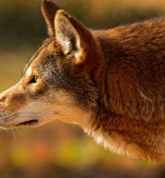 la fauna asiatica descubre la diversidad de animales en asia