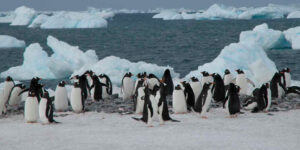 la incubacion y el habitat del pinguino emperador