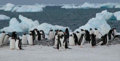 la incubacion y el habitat del pinguino emperador