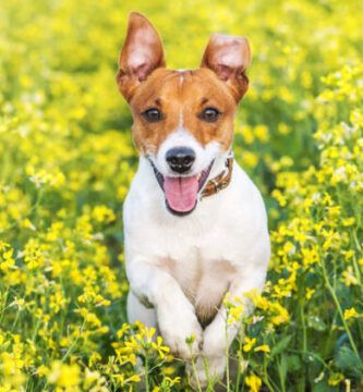 los peligros de banar a una perra en celo