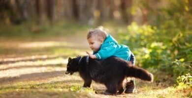 mantener un coati como mascota lo que necesitas saber