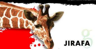 medidas del cuello de las jirafas todo lo que necesitas saber