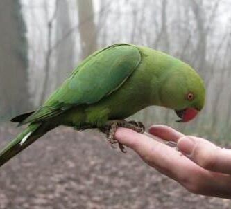 nombres australianos para loros