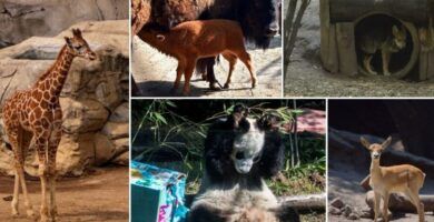 pinguinos conociendo sus diferentes especies