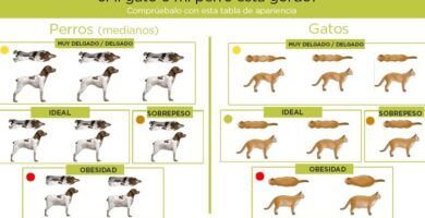 por que mi gato come bien pero esta muy delgado