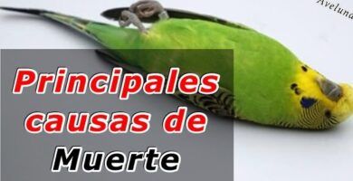 principales enfermedades de periquitos australianos