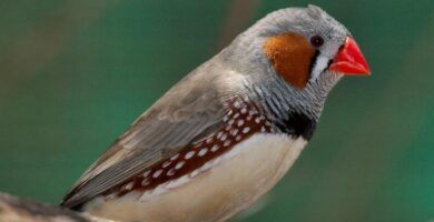 principales enfermedades del agapornis prevencion y tratamiento