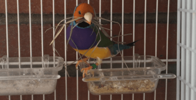 principales enfermedades del diamante mandarin